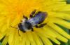 Andrena cineraria